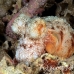 octopus_day_wnl_r_h_0069_kom1886.jpg